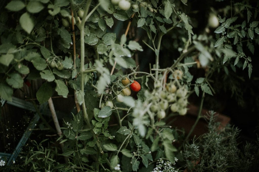 Mariage en petit comité - Paris - Marc Ribis photographe